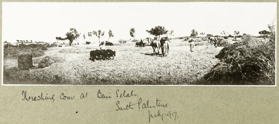 Threshing corn at Beni Selah, July 1917